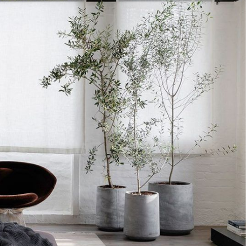 How to Care for your Indoor Olive Tree