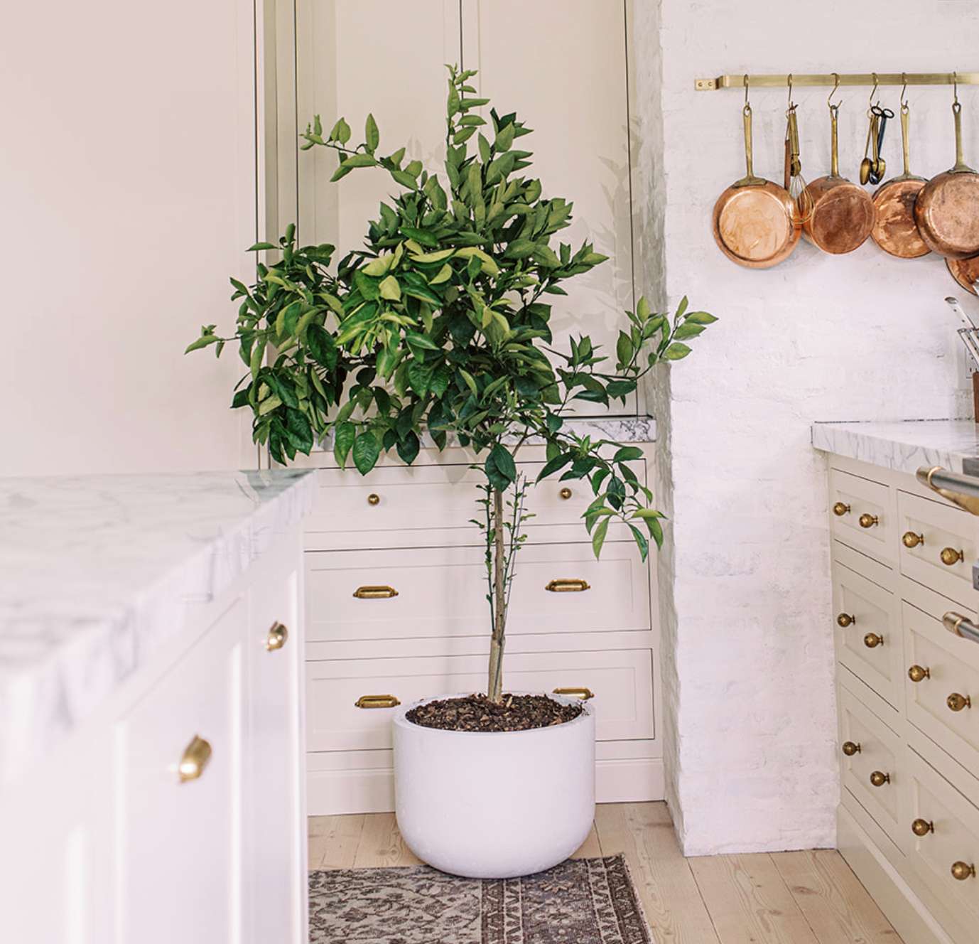 Lemon tree in white stone pot, in French country style kitchen.