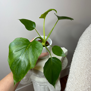 Philodendron Warscewiczii