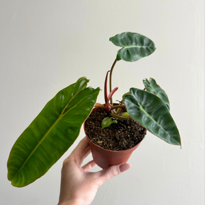 Philodendron Billietiae