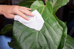 Houseplant Cleaning and Dusting Wipes