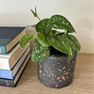 Satin Pothos Silvery Anne 4in