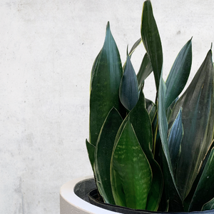 Snake Plant - Sansevieria Fabi Superba