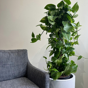 Pothos on Pole