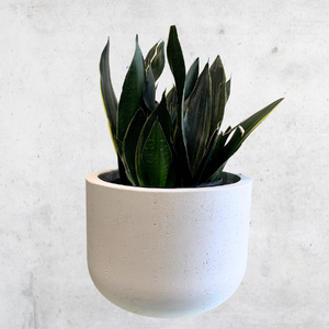 Snake Plant - Sansevieria Fabi Superba