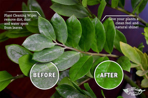 Houseplant Cleaning and Dusting Wipes