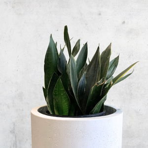 Snake Plant - Sansevieria Fabi Superba