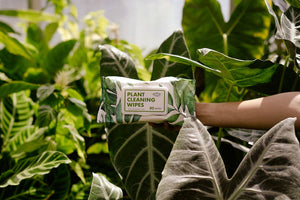 Houseplant Cleaning and Dusting Wipes