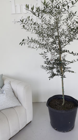 Olive Tree Large, Arbequina 6-7ft