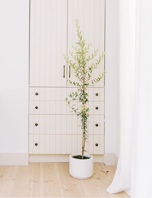 Small Spanish olive tree in French country home.