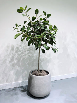 Ficus Audrey Sculptural 14in