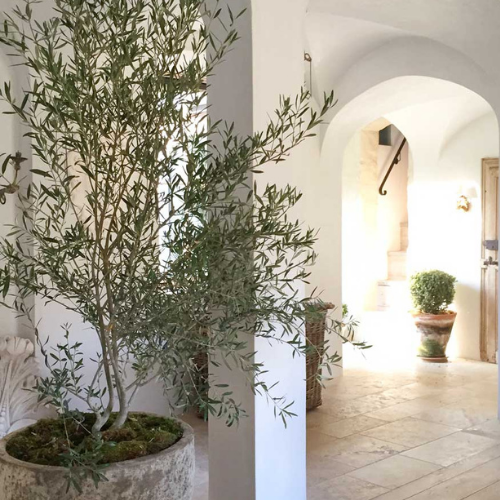 Why We're Obsessed with Indoor Olive Trees: Bringing the Mediterranean into Your Home