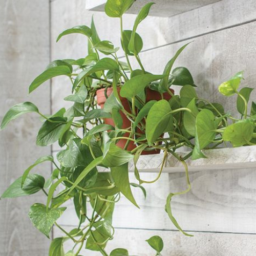 Caring for your pothos.