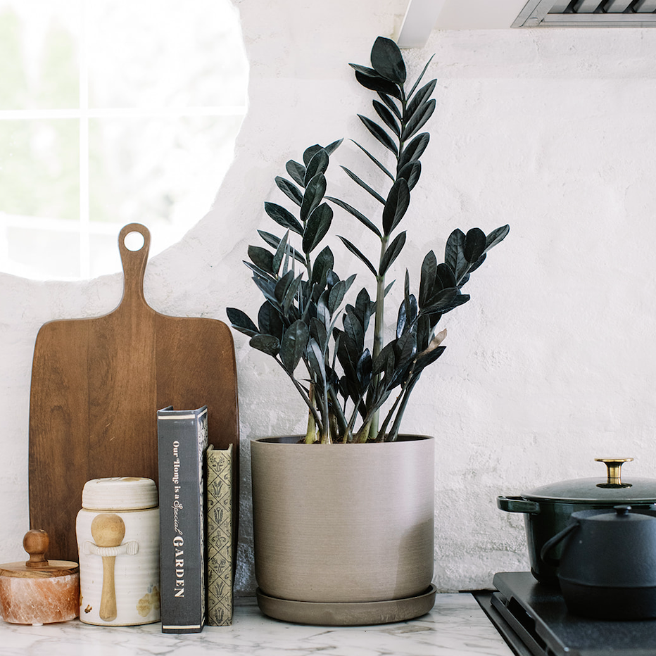 ZZ raven plant in kitchen counter with cookbooks.