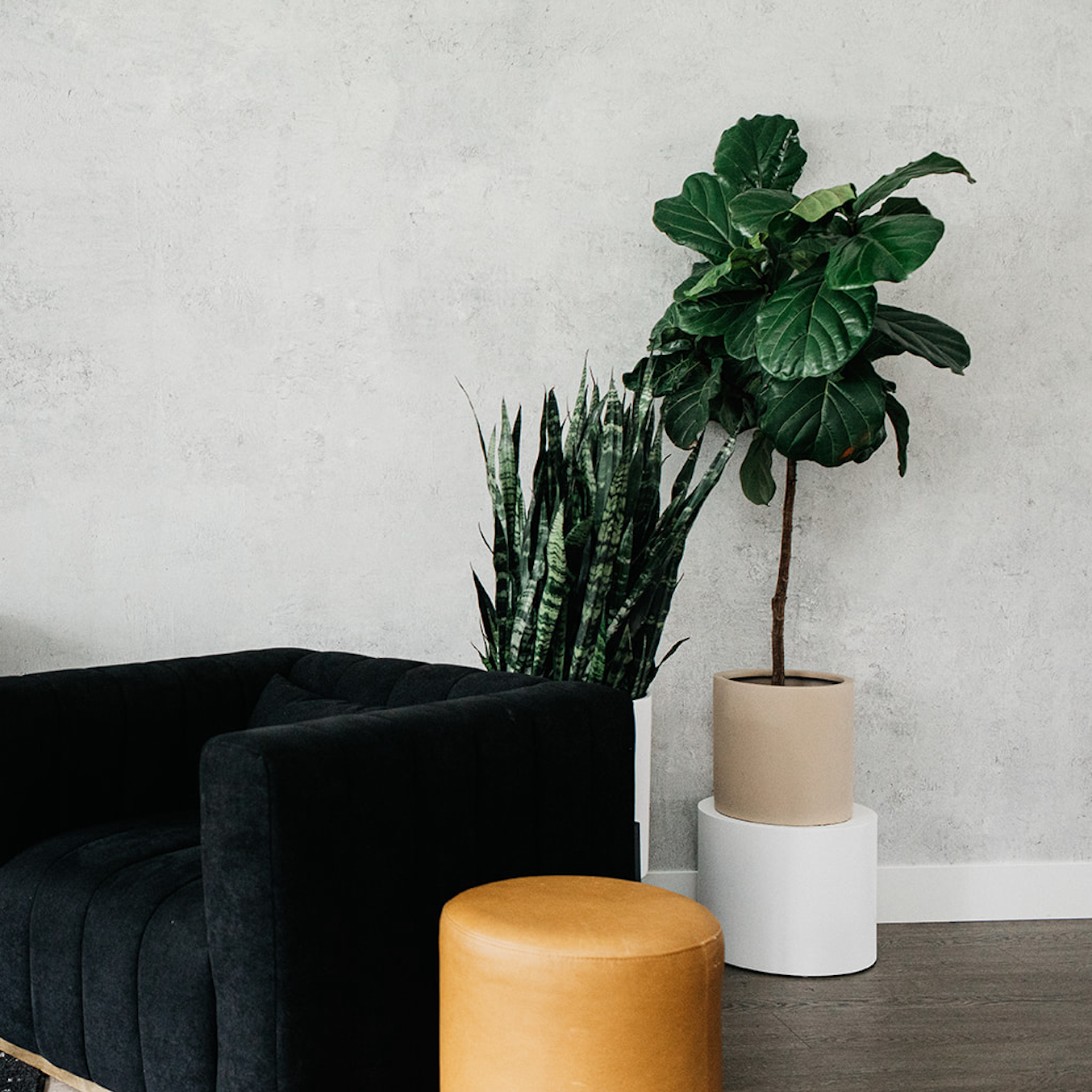 Fiddle leaf fig plant on Sstand in living room.