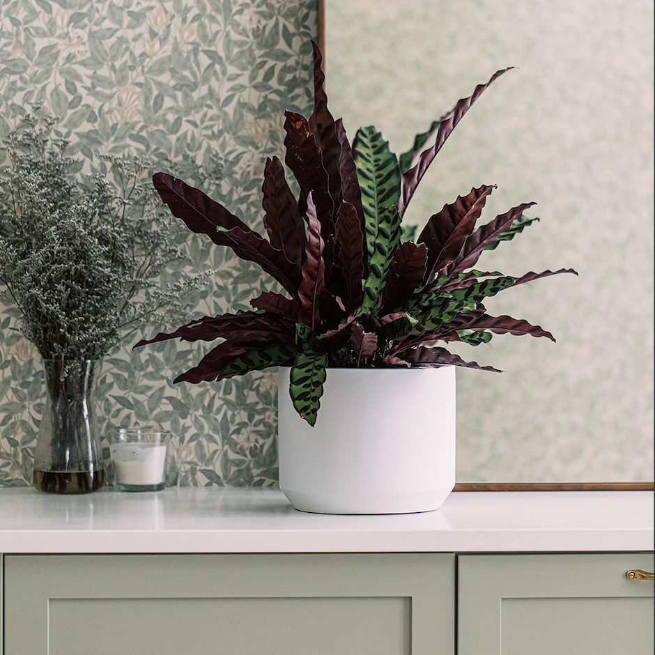 Caring for Indoor Tropical Plants: A Stem Guide for Green Thumbs