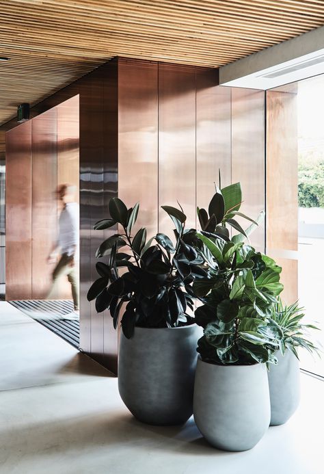 Large indoor tropical plants in round concrete planters gathered in office lobby.