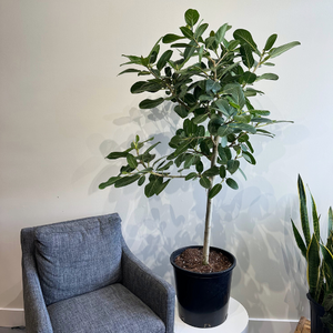 Ficus Audrey Sculptural 14in