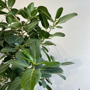 Ficus Audrey 14in