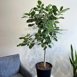 Ficus Audrey Sculptural 14in