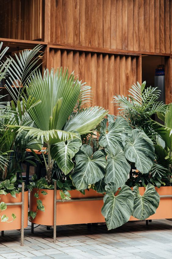 Large indoor tropical plants in planter.