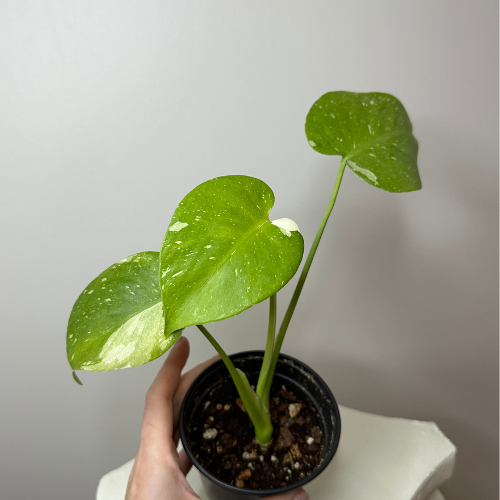 Variegated Monstera -Thai Constellation