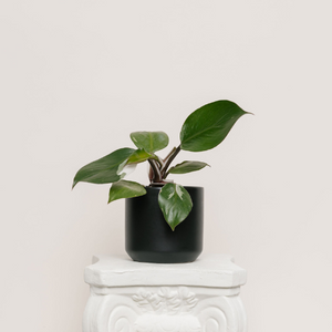 Philodendron White Knight 4in