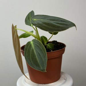 Philodendron Melanochrysum