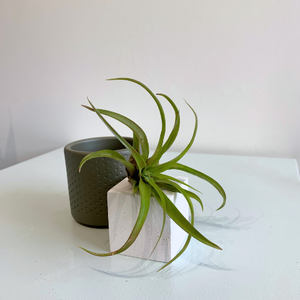 Air Plant-Tillandsia Capitata Peach