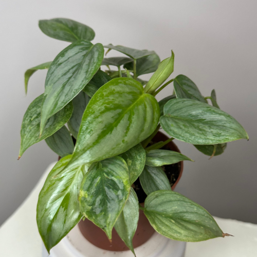 Philodendron Sodiroi