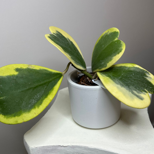 Hoya Hearts Variegated