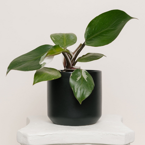 Philodendron White Knight 4in