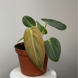 Philodendron Melanochrysum