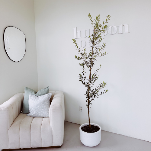 Olive Tree, Arbequina 5-6ft