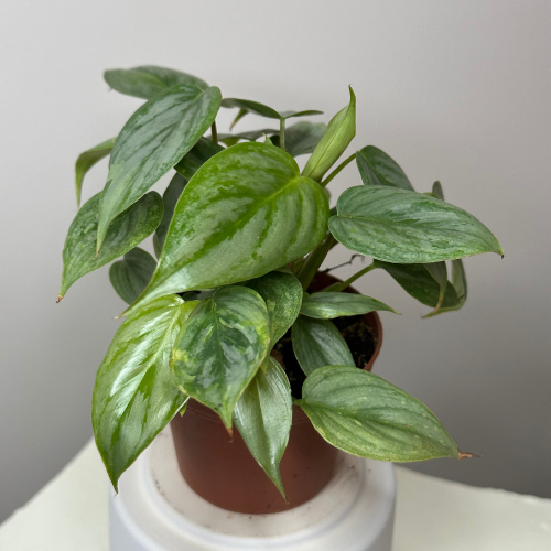 Philodendron Sodiroi