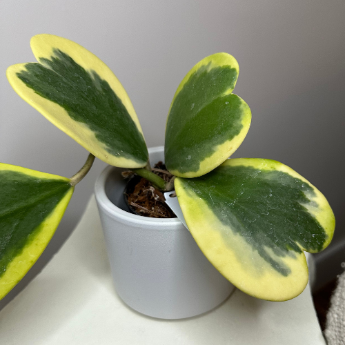 Hoya Hearts Variegated