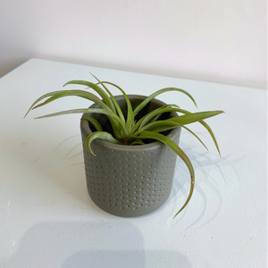 Air Plant-Tillandsia Capitata Peach