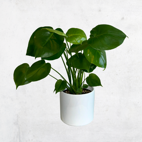 Monstera w/Ash Pot Black