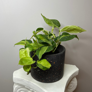 Pothos Cream Splash