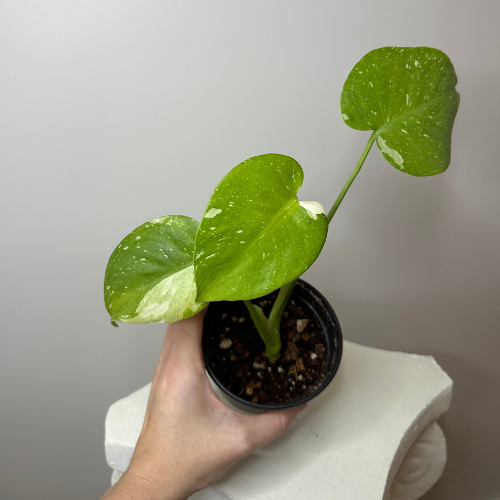 Variegated Monstera -Thai Constellation