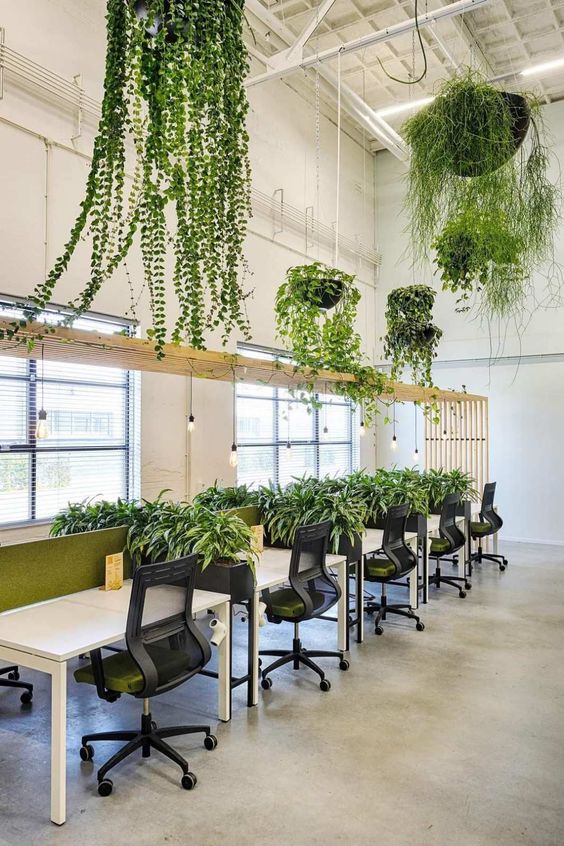 Commercial office space with desks and chairs, indoor tropical plants throughout room and hanging from ceiling in planters.