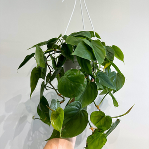Philodendron Cordatum -  Hanging Basket 6in