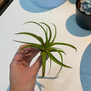 Air Plant-Tillandsia Capitata Peach