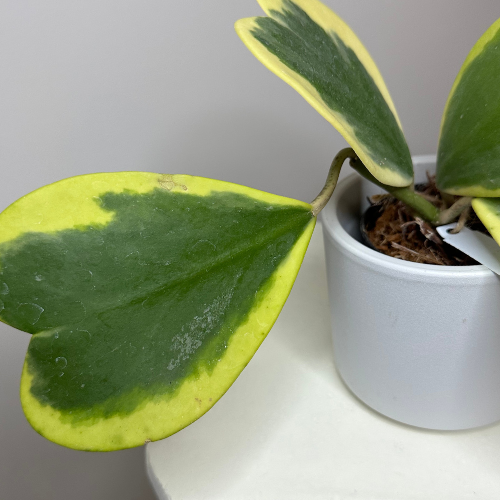 Hoya Hearts Variegated