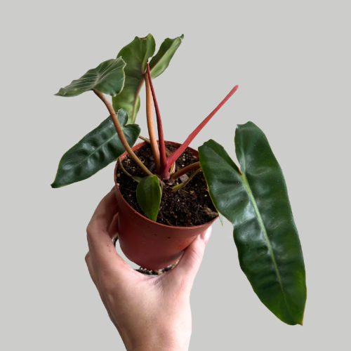 Philodendron Billietiae