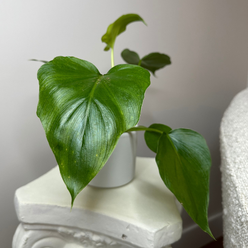 Philodendron Warscewiczii