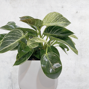 Philodendron Birkin