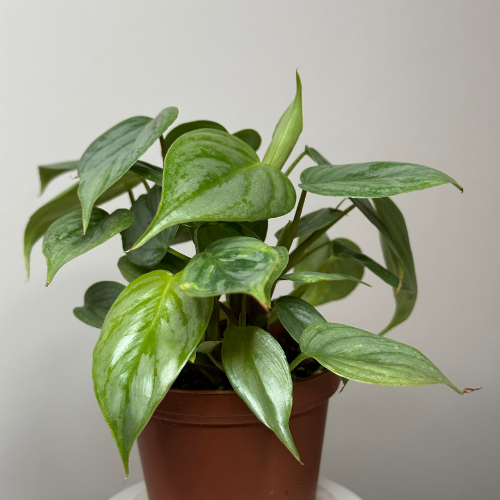 Philodendron Sodiroi