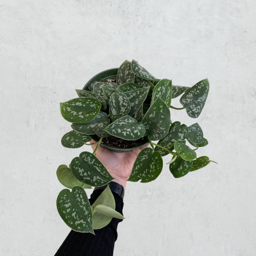 Satin Pothos Silvery Anne 4in