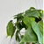 Philodendron Cordatum -  Hanging Basket 6in